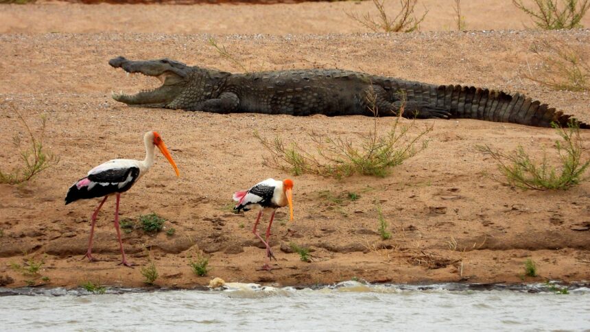 ಮಾನ್ವಿ : ಚಿಕಲಾಪರ್ವಿ ಗ್ರಾಮದ ಬಳಿ ಬೃಹತ್ ಮೋಸಳೆ ಪ್ರತ್ಯಕ್ಷ..