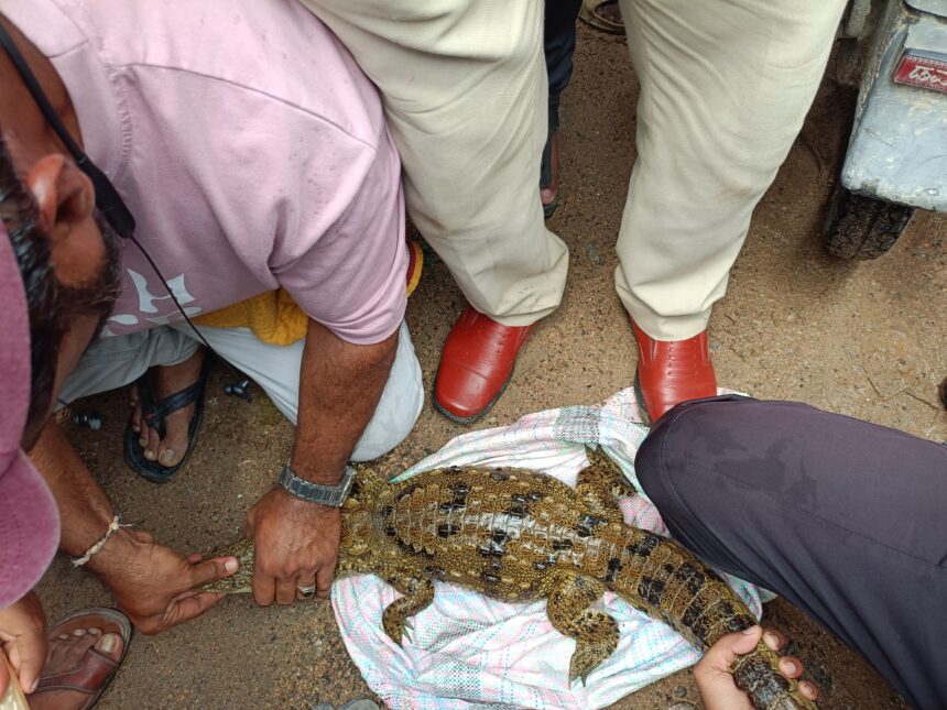 ಮೊಸಳೆ ರಸ್ಕ್ಯೂ ಕಾರ್ಯ ಯಶಸ್ವಿ : ಕಾರ್ಯ ಆರಂಭಿಸಿ 5 ನಿಮಿಷದಲ್ಲಿ ಮೊಸಳೆ ಸೆರೆ..