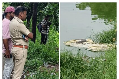 ಮಾವಿನ ಕೆರೆಯಲ್ಲಿ ಮೊಸಳೆ ಪ್ರತ್ಯಕ್ಷ..