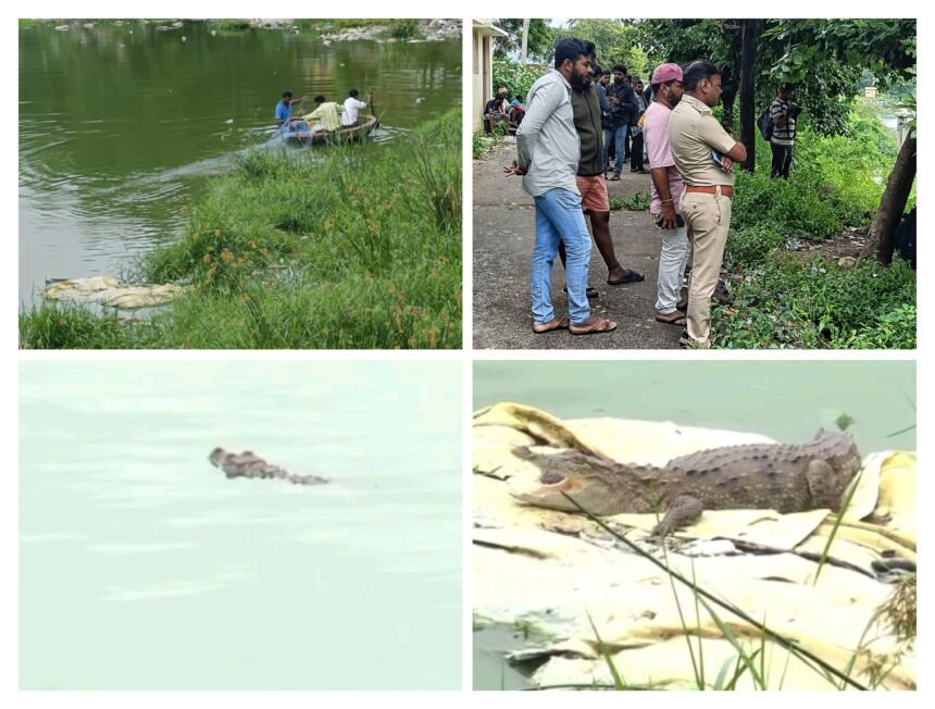 ಮೊಸಳೆ ಹಿಡಿಯುವ ಕಾರ್ಯ ಆರಂಭ : ತಂಡೊಪತಂಡವಾಗಿ ಆಗಮಿಸುತ್ತಿರುವ ಜನ..