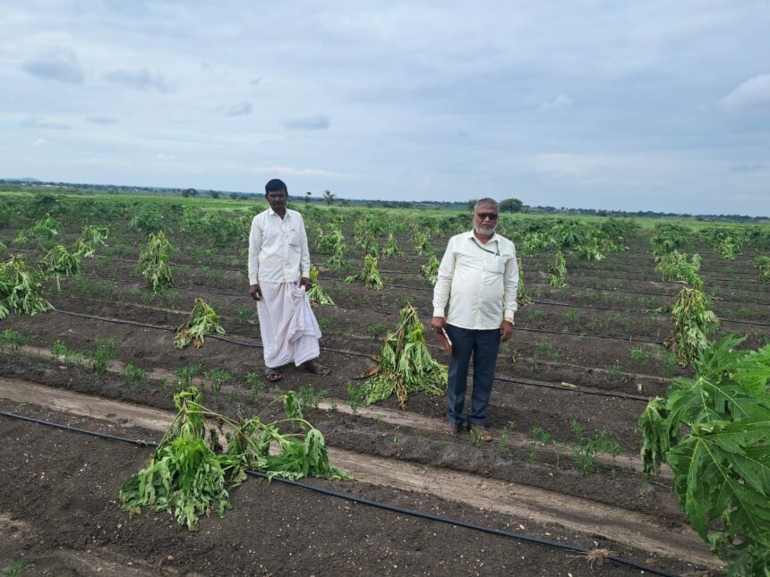 ಸಿಡಿಲು ಬಡಿದು ಪಪ್ಪಾಯಿ, ಮೆಣಸಿನಕಾಯಿ ಬೆಳೆಹಾನಿ ಸಂಕಷ್ಟದಲ್ಲಿ ರೈತ