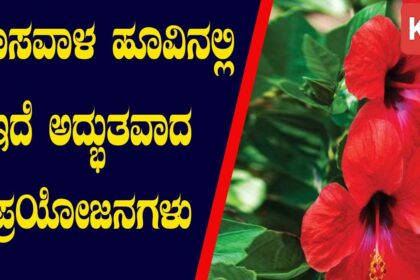 ಪೂಜೆಗೆ ಬಳಸಿದ ದಾಸವಾಳ ಎಸೆಯಬೇಡಿ : ಅಂದ, ಆರೋಗ್ಯ ಹೆಚ್ಚಿಸಿಕೊಳ್ಳಬಹುದು..