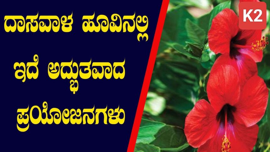 ಪೂಜೆಗೆ ಬಳಸಿದ ದಾಸವಾಳ ಎಸೆಯಬೇಡಿ : ಅಂದ, ಆರೋಗ್ಯ ಹೆಚ್ಚಿಸಿಕೊಳ್ಳಬಹುದು..