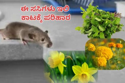 ಈ ಸಸಿಗಳು ಮನೆ ಬಳಿ ಇದ್ದರೆ : ಇಲಿಗಳು ಮನೆಯತ್ತ ಸುಳಿಯಲ್ಲ..