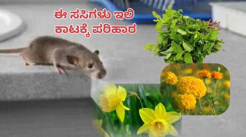 ಈ ಸಸಿಗಳು ಮನೆ ಬಳಿ ಇದ್ದರೆ : ಇಲಿಗಳು ಮನೆಯತ್ತ ಸುಳಿಯಲ್ಲ..