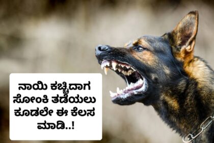 ನಾಯಿ ಕಚ್ಚಿದಾಗ ಸೋಂಕಿ ತಡೆಯಲು ಕೂಡಲೇ ಈ ಕೆಲಸ ಮಾಡಿ..!