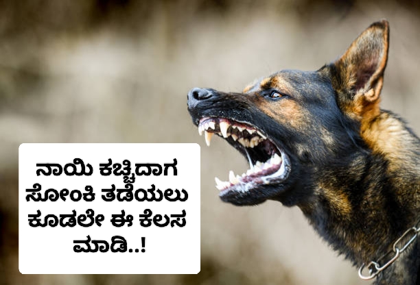 ನಾಯಿ ಕಚ್ಚಿದಾಗ ಸೋಂಕಿ ತಡೆಯಲು ಕೂಡಲೇ ಈ ಕೆಲಸ ಮಾಡಿ..!