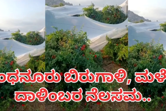 ಸಿಂಧನೂರು : ಭಾರಿ ಗಾಳಿ ಮಳೆ, ದಾಳಿಂಬೆ ಬೆಳೆದ ರೈತರಿಗೆ ಸಂಕಷ್ಟಗಳ..