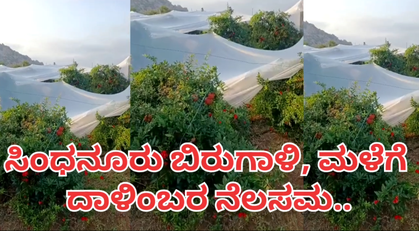 ಸಿಂಧನೂರು : ಭಾರಿ ಗಾಳಿ ಮಳೆ, ದಾಳಿಂಬೆ ಬೆಳೆದ ರೈತರಿಗೆ ಸಂಕಷ್ಟಗಳ..