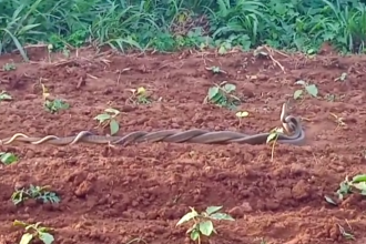 ಬರೋಬ್ಬರಿ ಒಂದು ಗಂಟೆ ಕಾಲ ನಾಗರ ಹಾವುಗಳ ಮಿಲನ