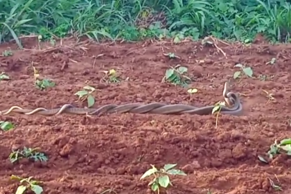 ಬರೋಬ್ಬರಿ ಒಂದು ಗಂಟೆ ಕಾಲ ನಾಗರ ಹಾವುಗಳ ಮಿಲನ