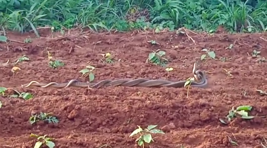 ಬರೋಬ್ಬರಿ ಒಂದು ಗಂಟೆ ಕಾಲ ನಾಗರ ಹಾವುಗಳ ಮಿಲನ