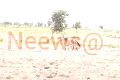 70 ಎಕರೇ ಬೆಳೆ ನಾಶ ಮಾಡಿದ ಕುದುರೆ : ಕುದುರೆ ಕಂಡ್ರೆ ರೈತರಿಗೆ ಭಯ ಯಾಕೆ ಗೊತ್ತಾ..?