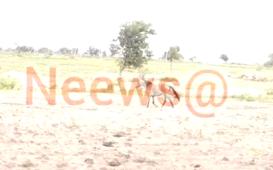 70 ಎಕರೇ ಬೆಳೆ ನಾಶ ಮಾಡಿದ ಕುದುರೆ : ಕುದುರೆ ಕಂಡ್ರೆ ರೈತರಿಗೆ ಭಯ ಯಾಕೆ ಗೊತ್ತಾ..?
