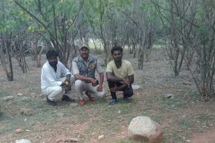 ಮಾನ್ವಿ ಪಟ್ಟಣದಲ್ಲಿ 15 ಅಡಿ ಉದ್ದದ ಹೆಬ್ಬಾವು ಪ್ರತ್ಯಕ್ಷ್ಯ