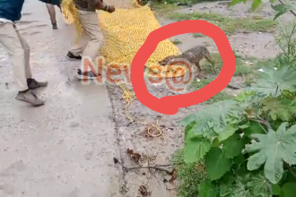 ಜನವಸತಿ ಪ್ರದೇಶಕ್ಕೆ ನುಗ್ಗಿದ ನರಿ : ನಾಲ್ಕು ಜನರ ಮೇಲೆ ದಾಳಿ..